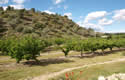 Cherry finca